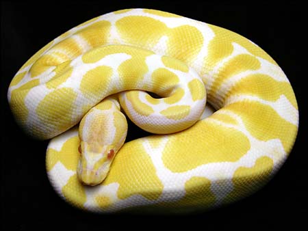 albino1.jpg