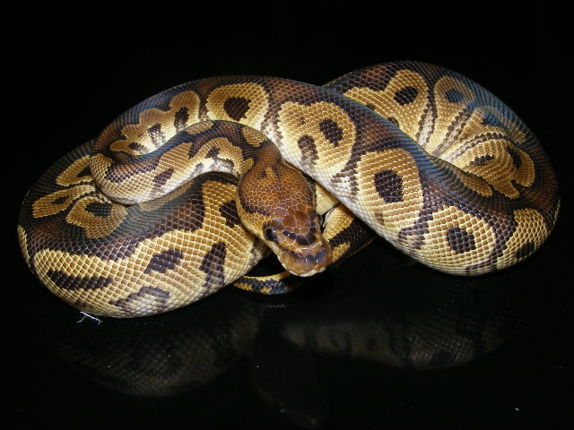 albino2.jpg