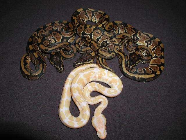 albino3.jpg